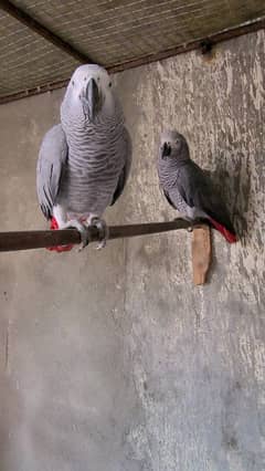 African Grey parrot pair for sale nail tail fly is OK