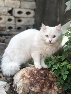 Persian female cat