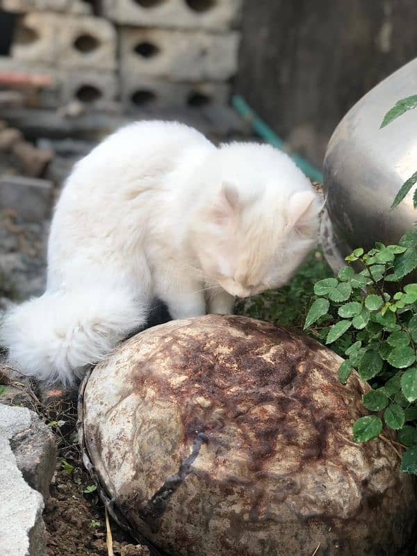 Persian female cat 1