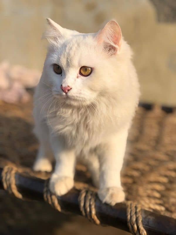 Persian female cat 2