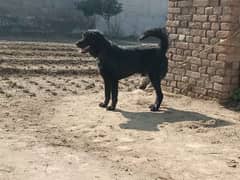 pure bakar wali pupies male and female . ladakhi dog available