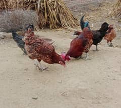 egg living golden misri mugiaan or murgha for sell murghi 16 murgha 18