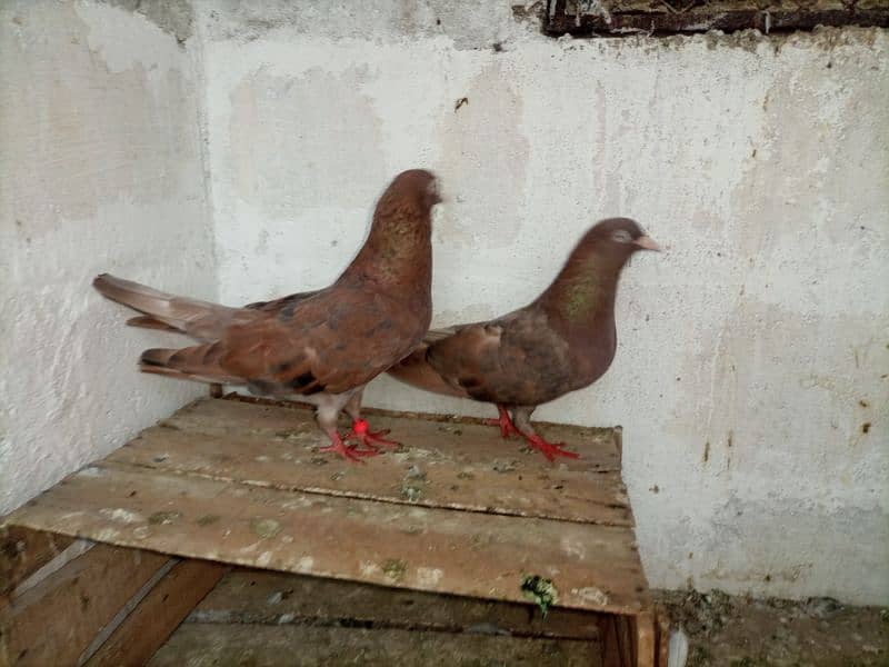 pigeon kabooter kabli 0