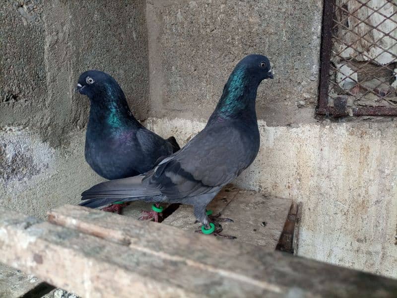 pigeon kabooter kabli 2