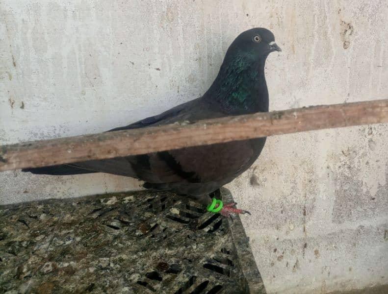 pigeon kabooter kabli 4