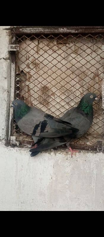 pigeon kabooter kabli 7