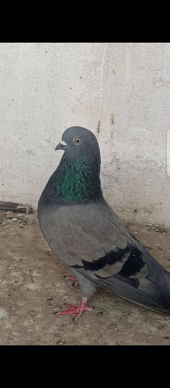 pigeon kabooter kabli 8