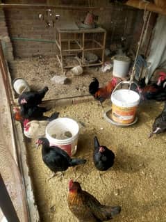 Egge laying hens Desi or aseel mix mall sub akathi deni ha 35 piece