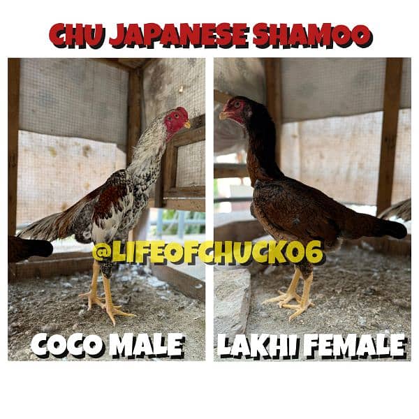 HEERA ASEEL, CHU JAPANESE SHAMOO AND MUSHKA ASEEL CHICKS 0