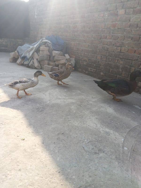 ducks for sale 4