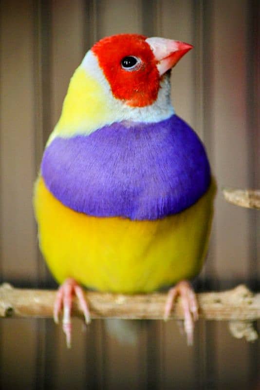 Gouldian Finch Adult Pair 0