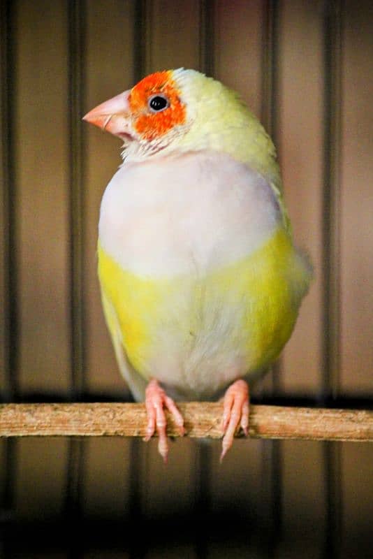 Gouldian Finch Adult Pair 1