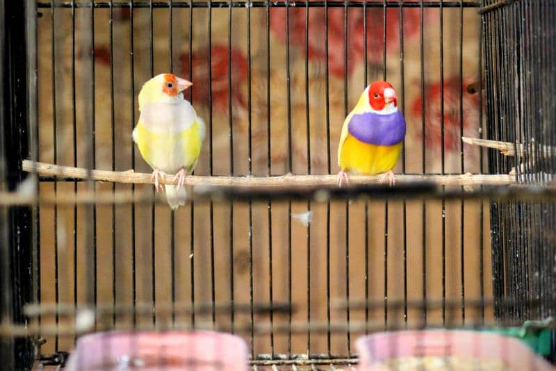 Gouldian Finch Adult Pair 2