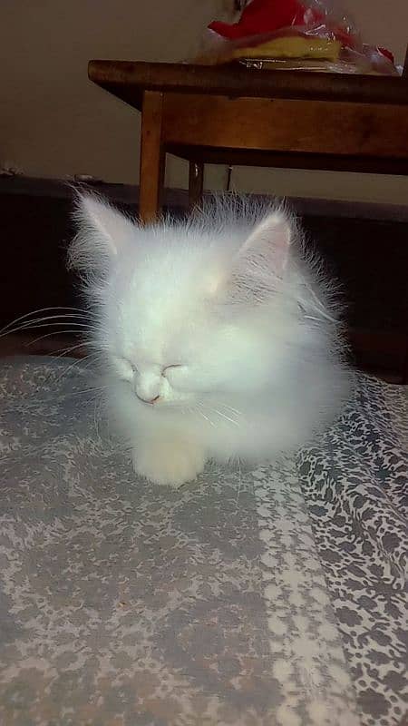 Persian Semi-Punched face kitten in white color 1.5 months eventually. 1