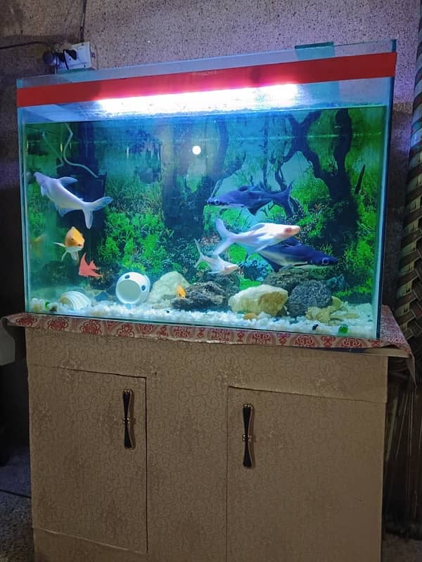 Fish Aquarium 1