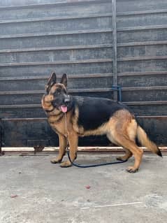 German shepherd female for urgent sale