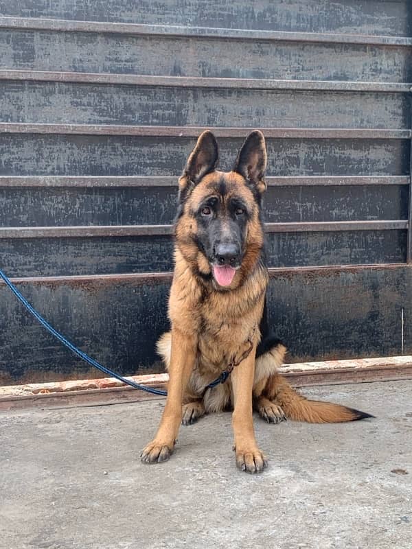 German shepherd female for urgent sale 1