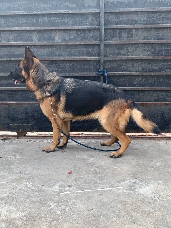 German shepherd female for urgent sale 3