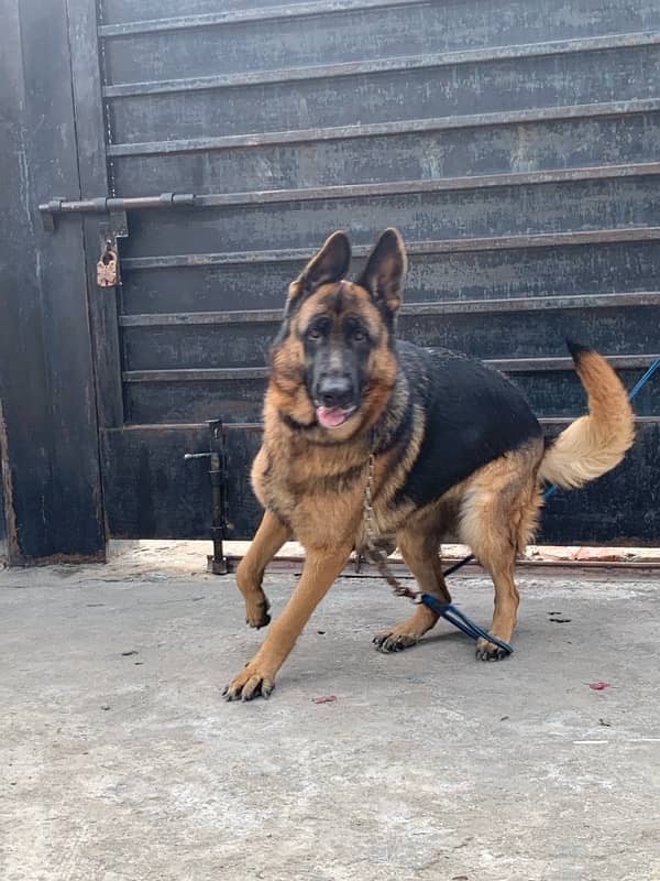 German shepherd female for urgent sale 4