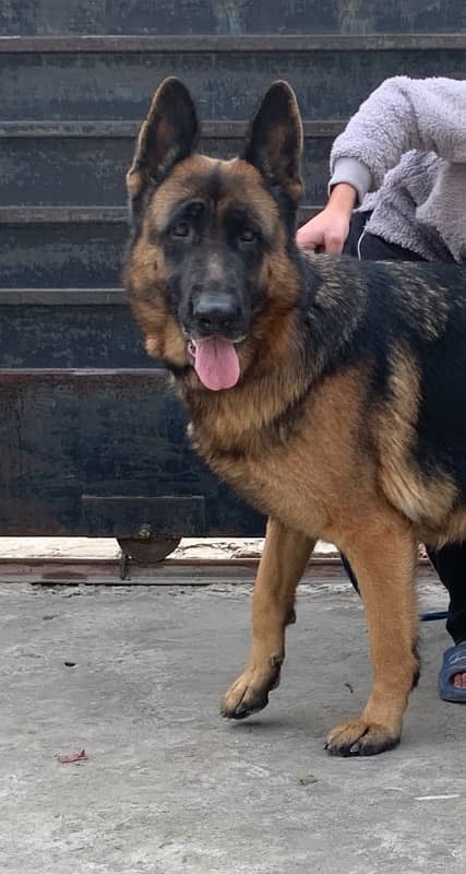 German shepherd female for urgent sale 5