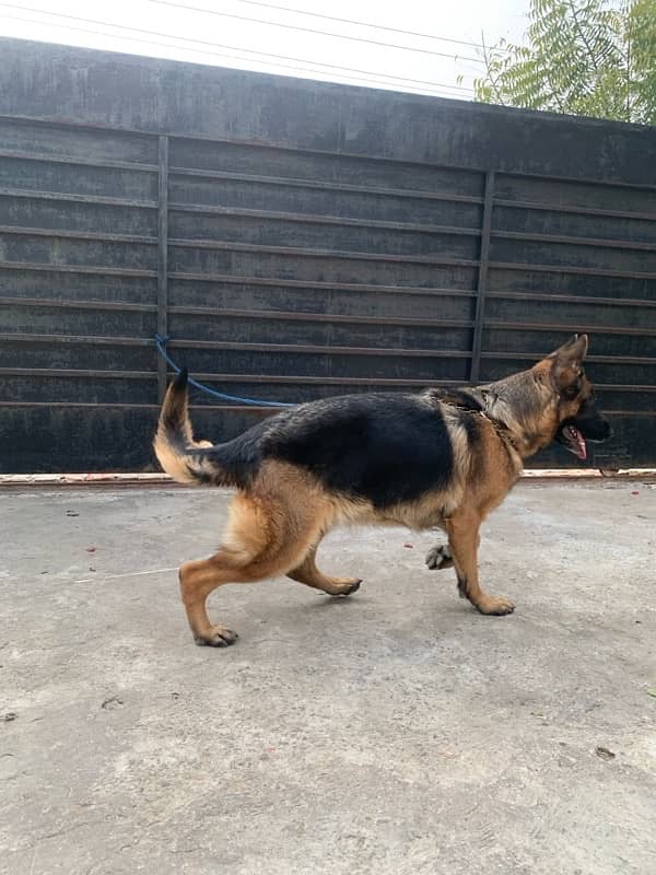 German shepherd female for urgent sale 6