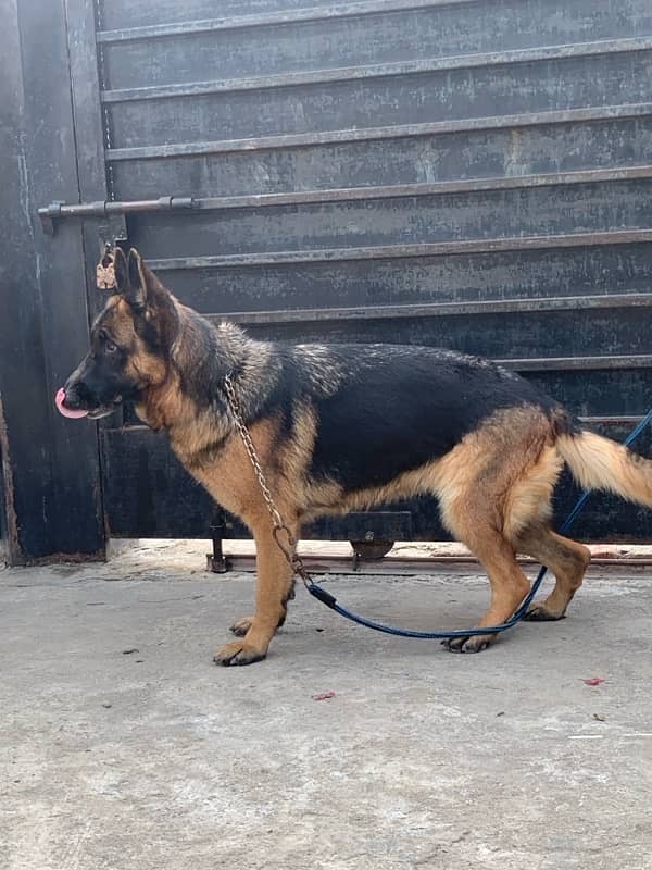 German shepherd female for urgent sale 7