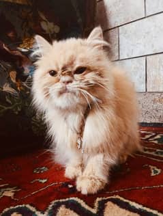 Persian cat