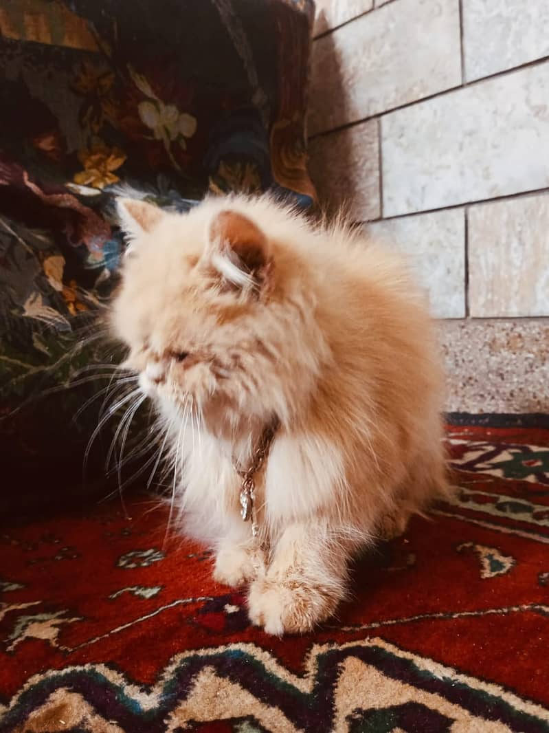 Persian cat 1