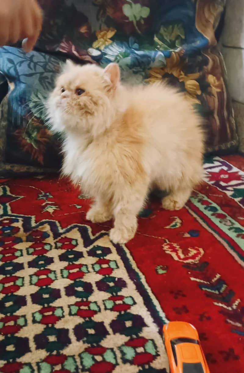 Persian cat 2