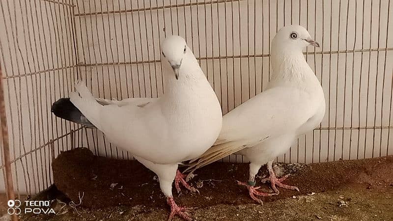 kalduma breeder pair JUMBO size 3