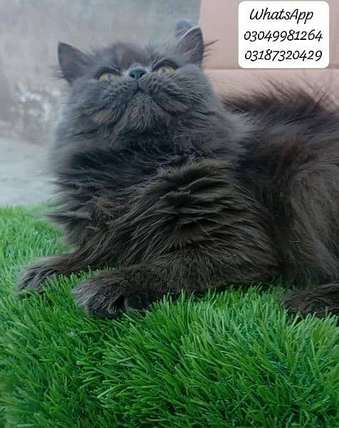 Pure Parsian Extreme punch face female Cat  CFA piki/peke bloodline 1