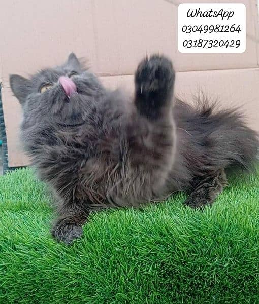 Pure Parsian Extreme punch face female Cat  CFA piki/peke bloodline 4