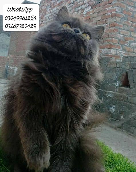 Pure Parsian Extreme punch face female Cat  CFA piki/peke bloodline 7