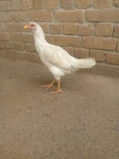 Heera Hens