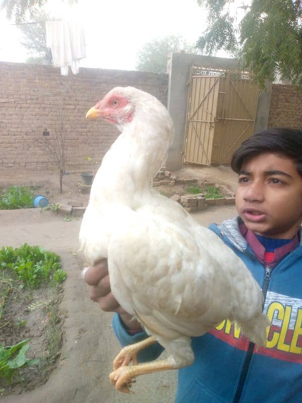 Heera Hens 1