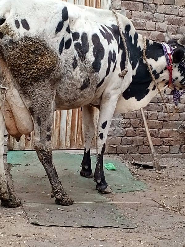 03006376950. tazi cow milk 12. kg 17 din  ki sui 1