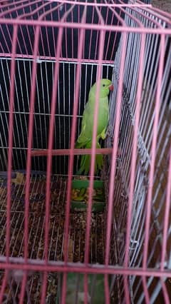 Green parrot 8 month ka