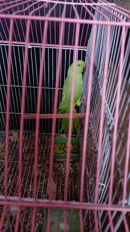 Green parrot 8 month ka 0