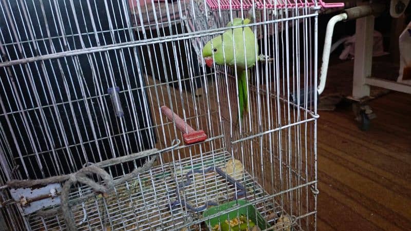 Green parrot 8 month ka 1