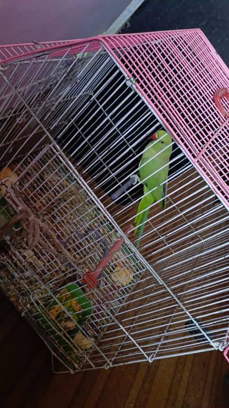 Green parrot 8 month ka 2