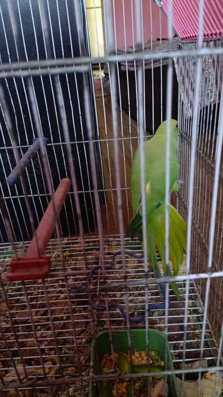 Green parrot 8 month ka 3