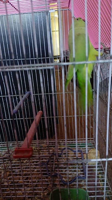 Green parrot 8 month ka 4