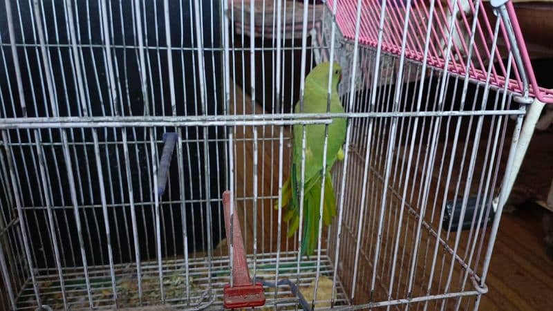 Green parrot 8 month ka 5