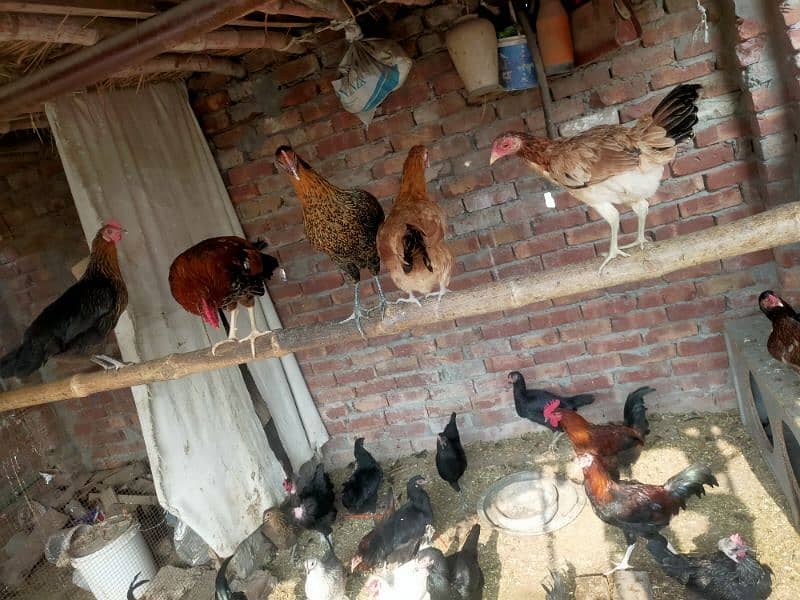 Egge laying hens Desi or aseel mix mall sub akathi deni ha 35 piece 0