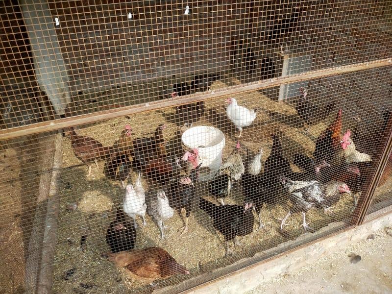 Egge laying hens Desi or aseel mix mall sub akathi deni ha 35 piece 1