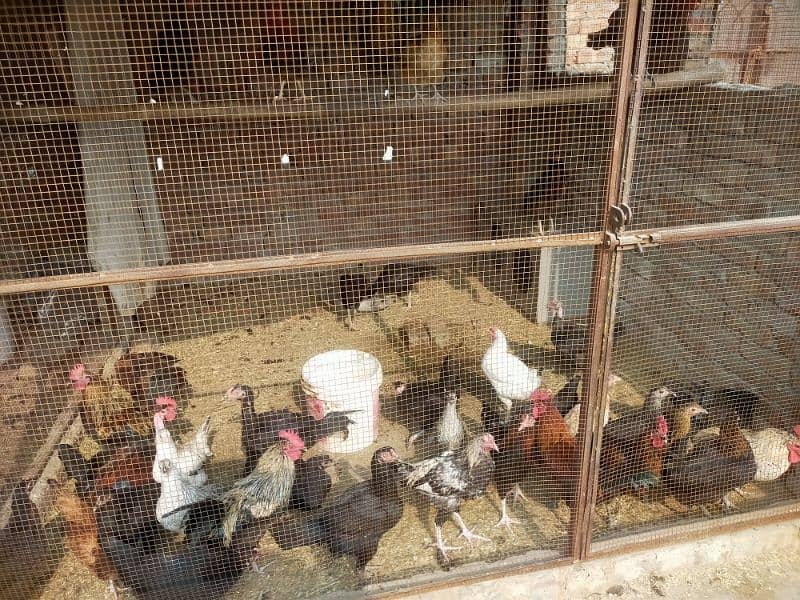 Egge laying hens Desi or aseel mix mall sub akathi deni ha 35 piece 2