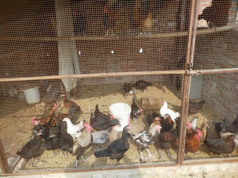 Egge laying hens Desi or aseel mix mall sub akathi deni ha 35 piece 3