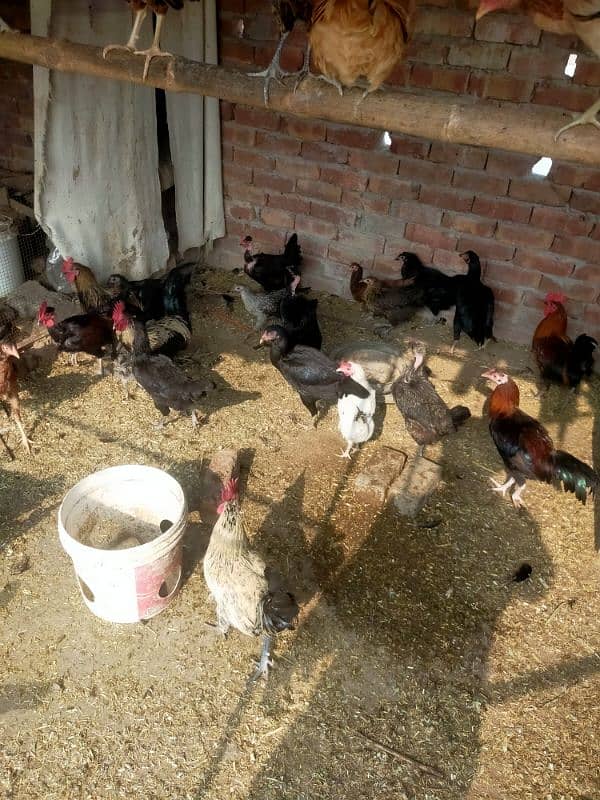 Egge laying hens Desi or aseel mix mall sub akathi deni ha 35 piece 4