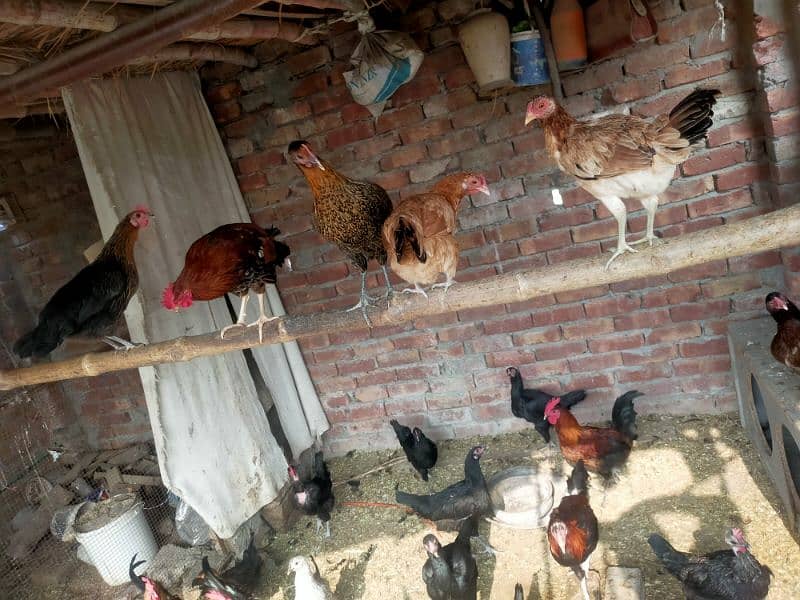 Egge laying hens Desi or aseel mix mall sub akathi deni ha 35 piece 5