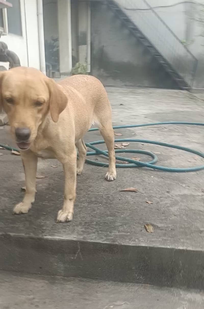 Labrador dog | female | 3 years | Friendly dog for sale | 031177185309 0